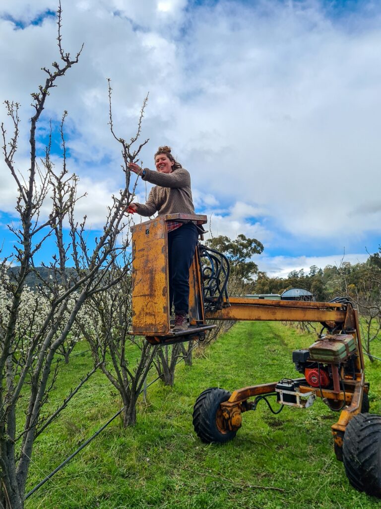 Meg in the cherry picker pruning plums