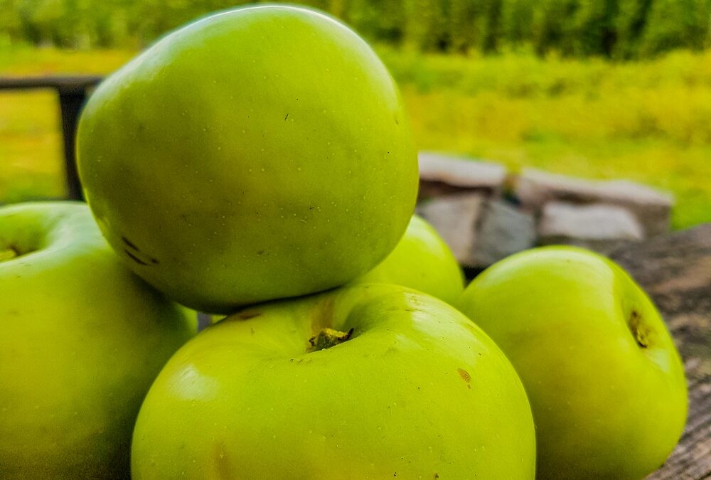 Hands up – who loves Bramley apples?