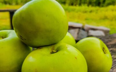 Hands up – who loves Bramley apples?