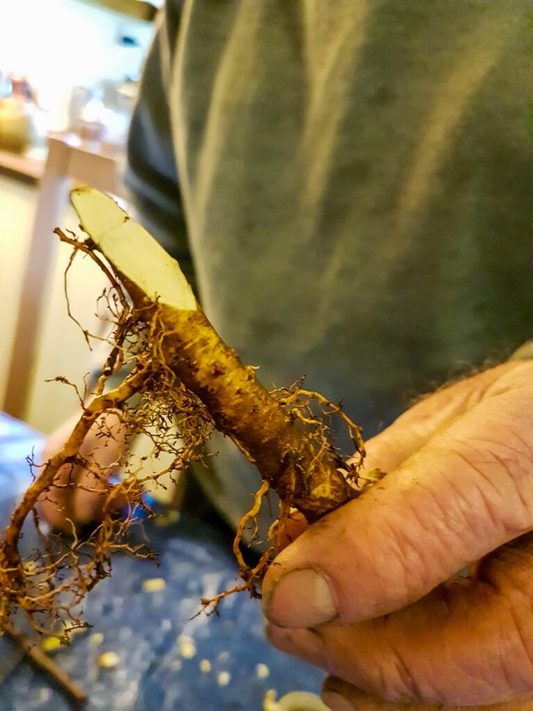 A fruit tree root cut to be grafted