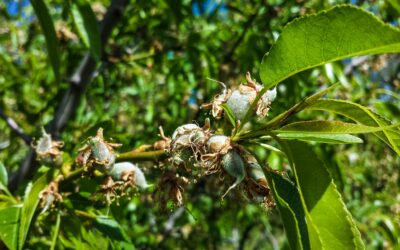 How To Grow Almonds