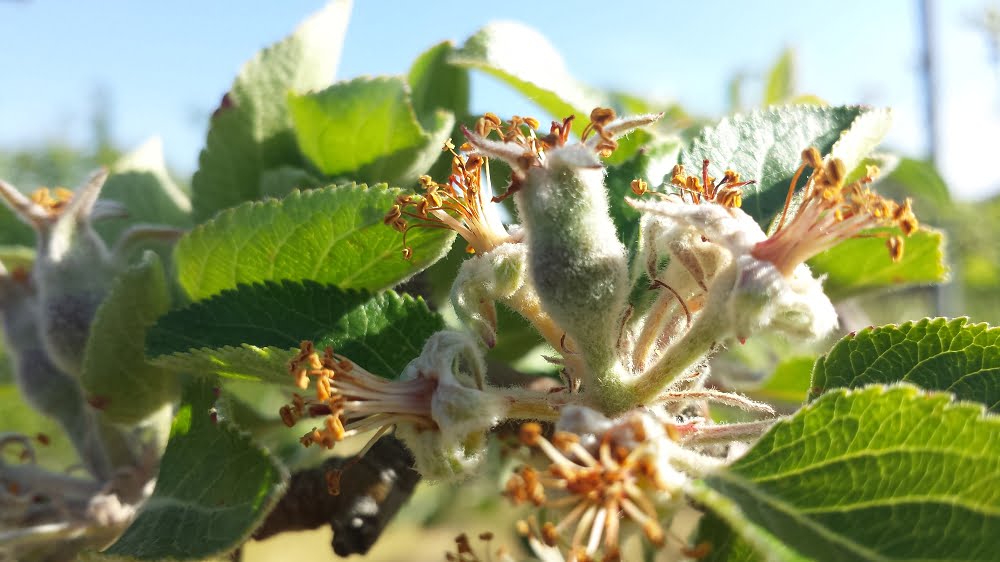 Fruit set like these tiny Bramley apples are a good indication of tree health in spring