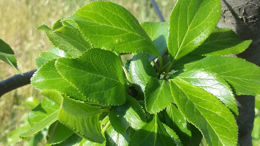 Shiny, healthy plum leaves on a fruit tree in spring