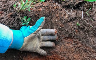 Should you replant a fruit tree in the same hole?