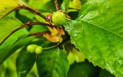 Dealing with spring panic