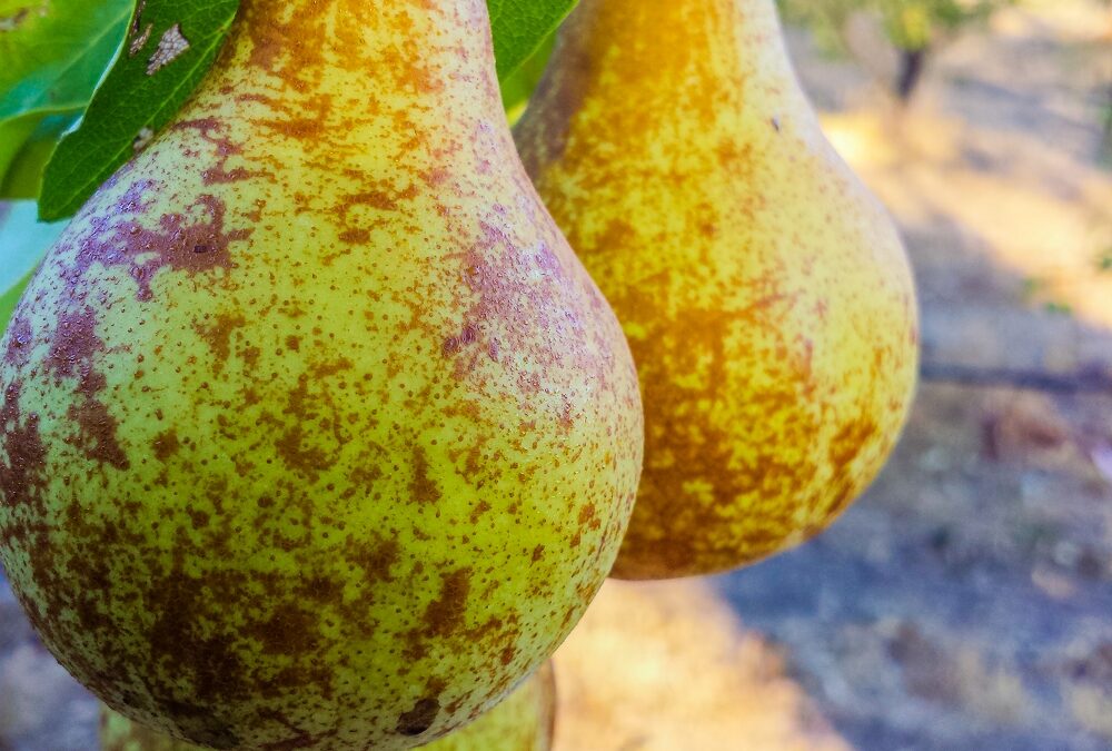 10 excellent reasons to grow pears