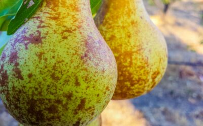 10 excellent reasons to grow pears