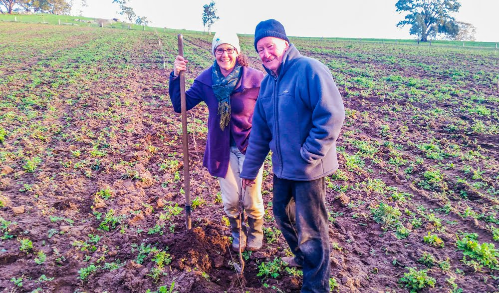 Katie and Merv planting the last apple tree in the new orchard