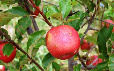 How to grow apples — the organic way