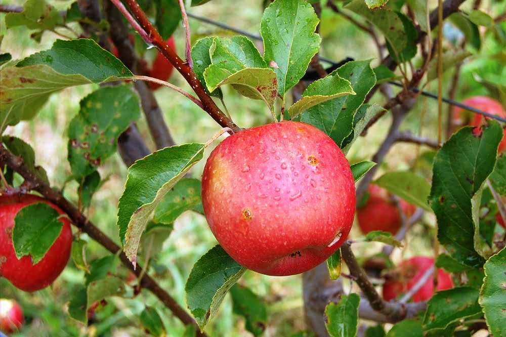 pink lady apple on a tree