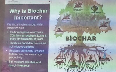 Can you use biochar with fruit trees?