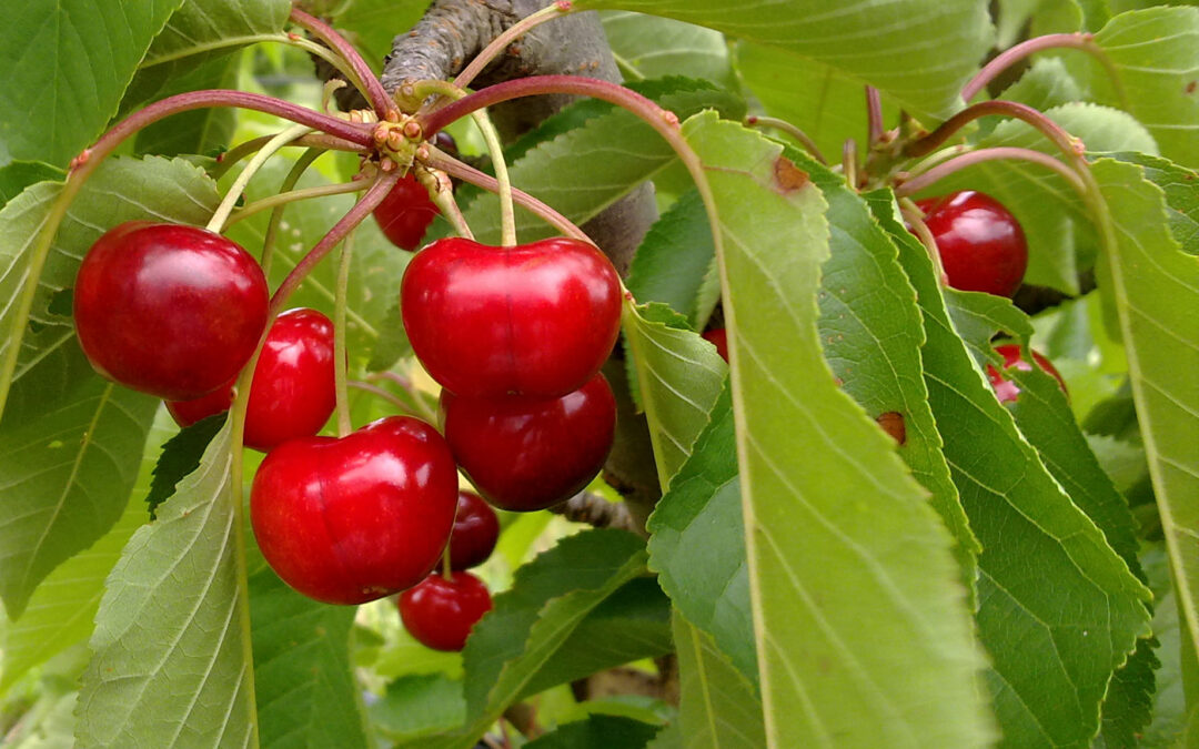 Reducing spring fruit tree overwhelm