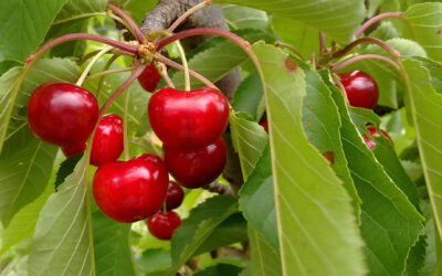 Reducing spring fruit tree overwhelm