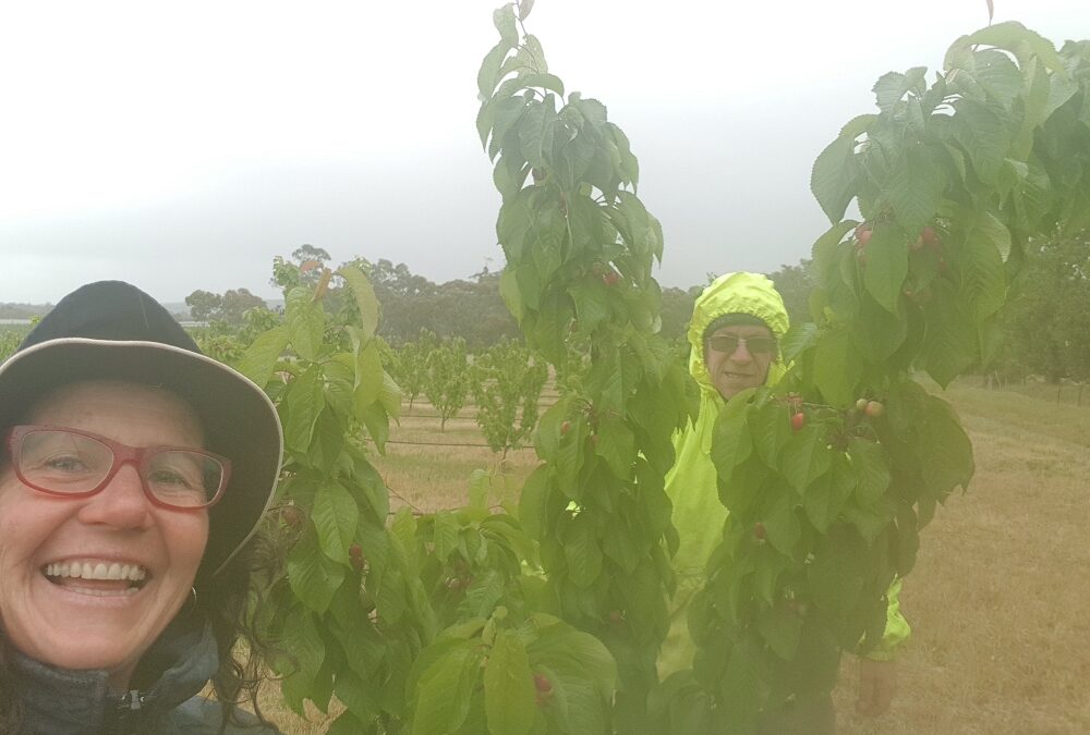 It’s about to rain—how should I protect my fruit?