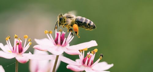 Pollination in your home orchard