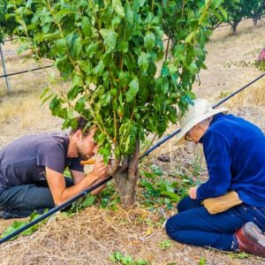 Two people grafting a fruit tree