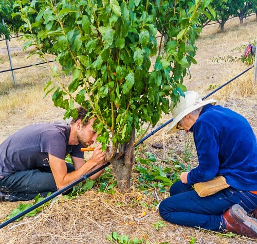 Two people grafting a fruit tree