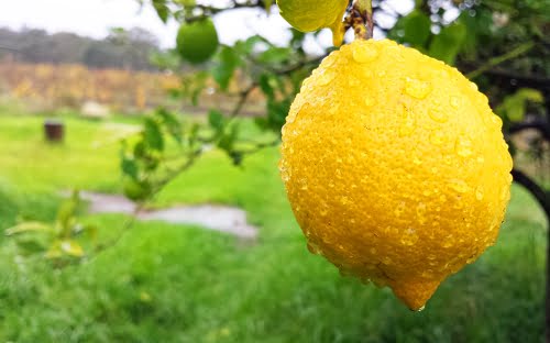 Does fruit love rain?