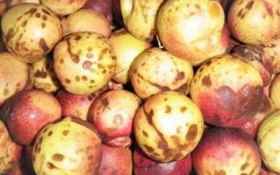 Are heritage nectarines worth the bother?