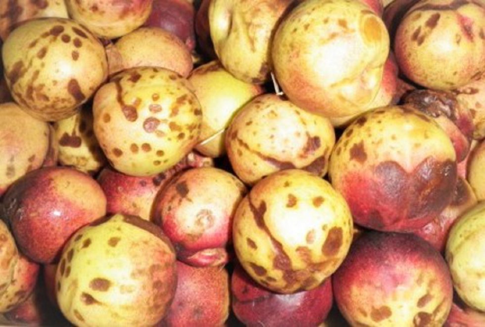 goldminenectarinebrownspots Grow Great Fruit