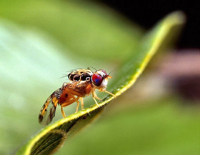 Spotlight on Fruit Fly
