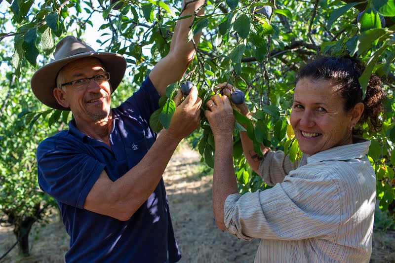 hugh & Katie picking organic fruit