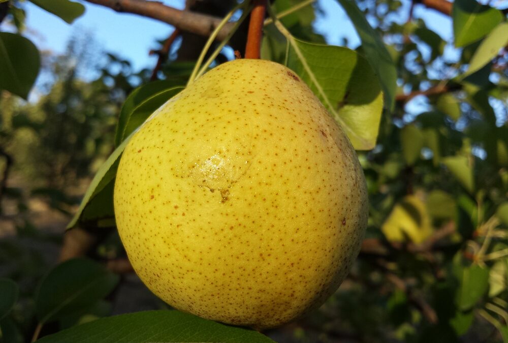 What do you think about growing pears?
