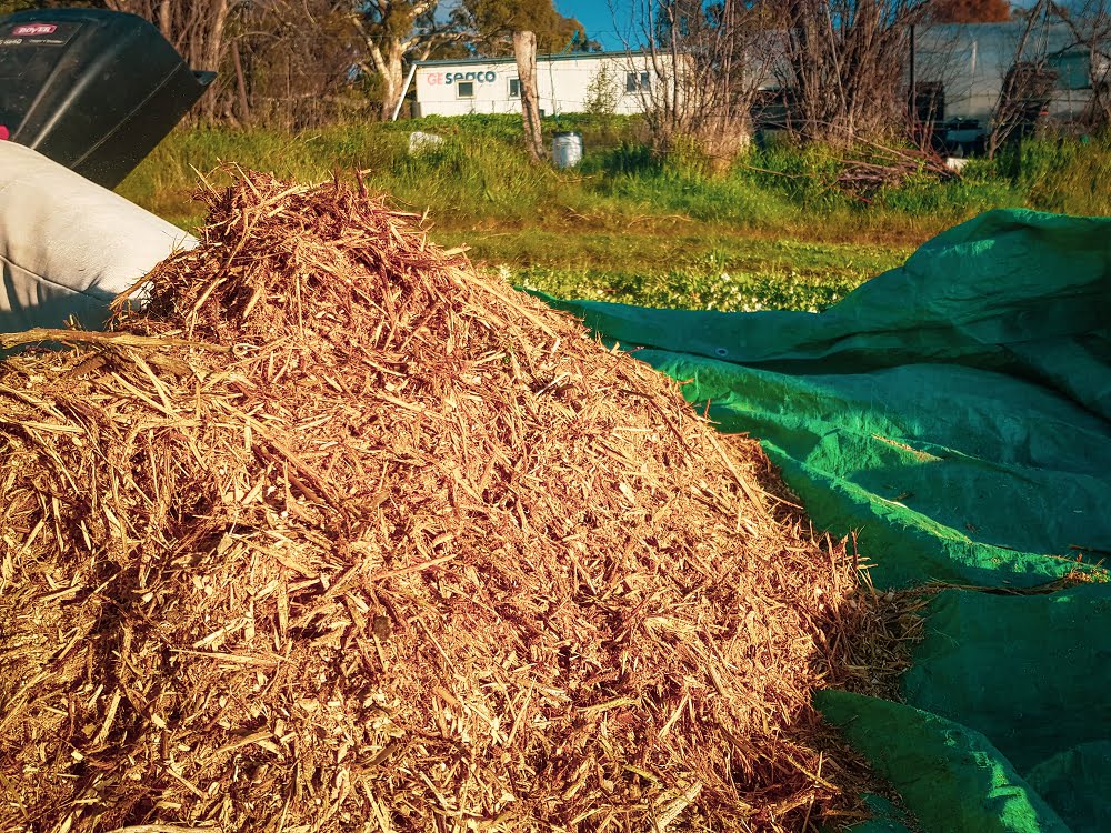 Prunings being turned into woody mulch to use in the nursery