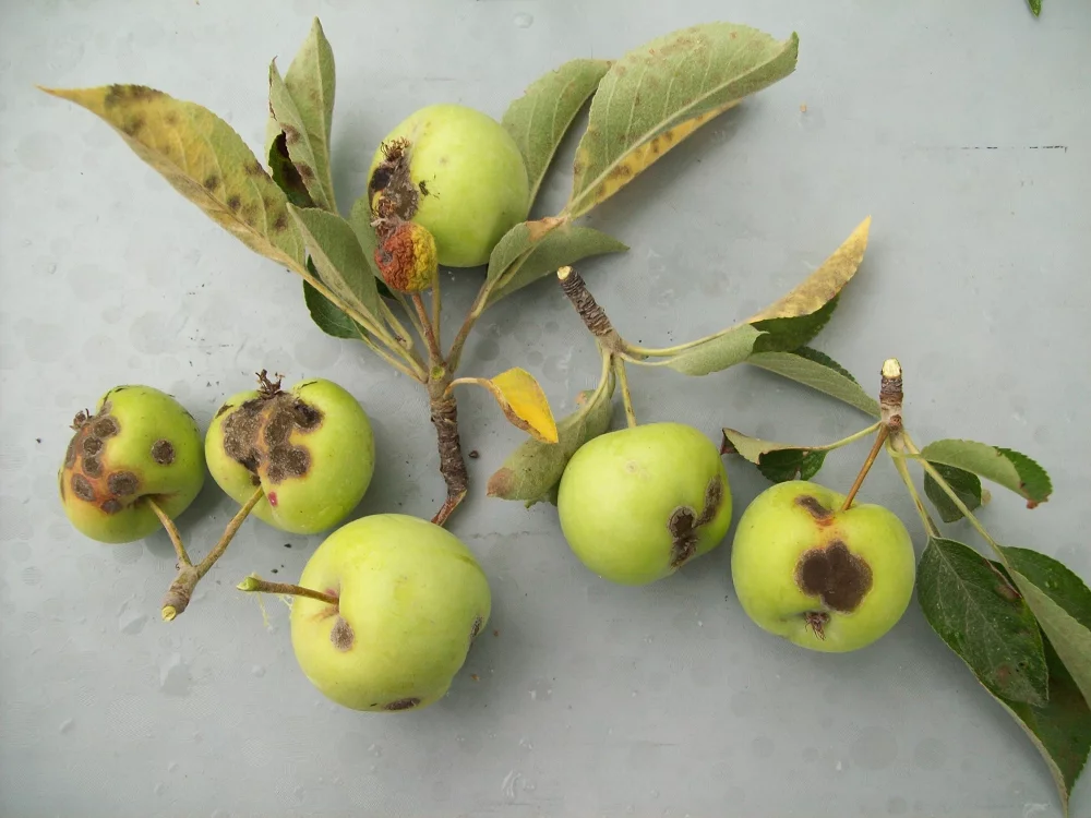 Apples with a severe Black spot (Apple scab) infection