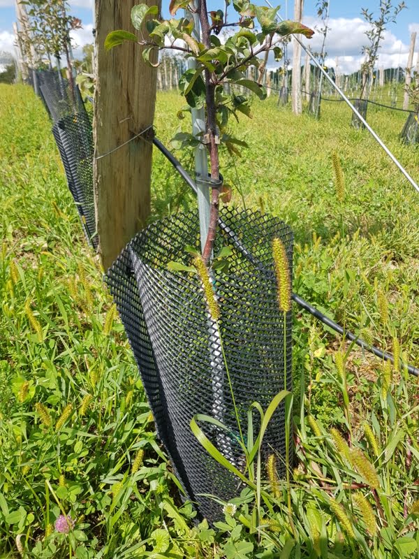 Great biodiversity of plants around a young apple tree in an organic orchard