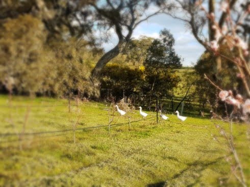 Geese in the orchard