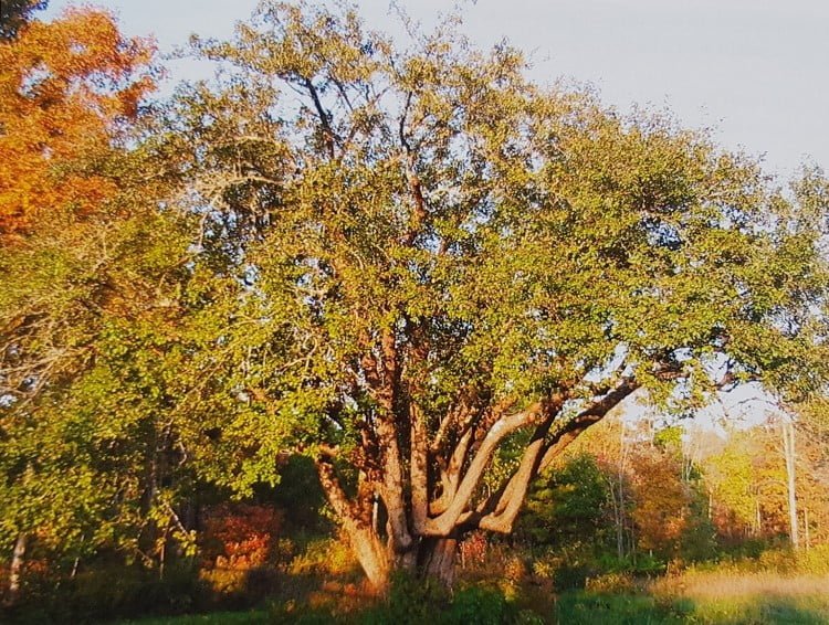 A huge multi-trunked seedling apple tree in a clearing in a forest, with many other straight trees in the distant. The leaves are green and brown, there is long brown and green grass beneath the tree. 