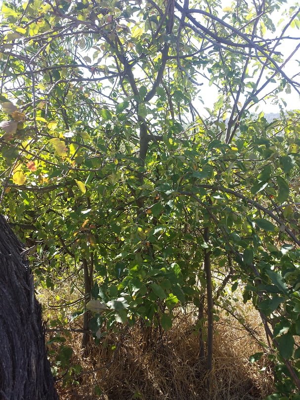 A seedling apple tree with multiple trunks growing from beneath a tangled mess of branches with green leaves, there is long brown grass beneath the tree