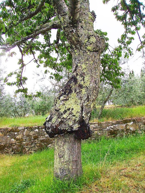 A mature tree in Tuscany with a very obvious graft union