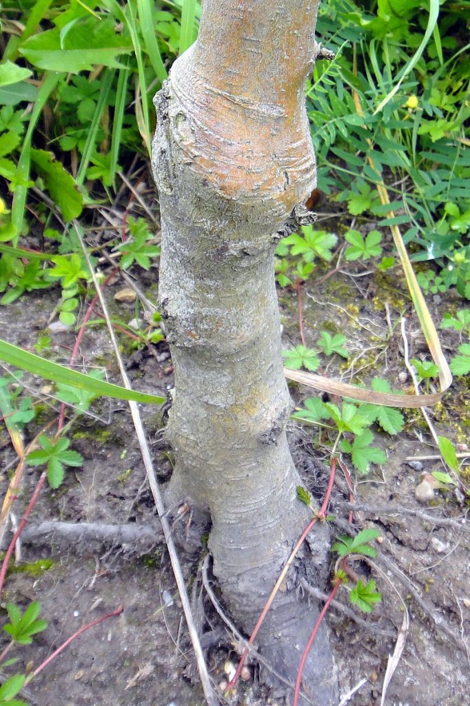 The trunk of an apple tree with a bulge about 30cm from the ground which is the graft union. The bark above and below the graft is different colours. The soil around the tree is brown with a selection of green weeds growing.