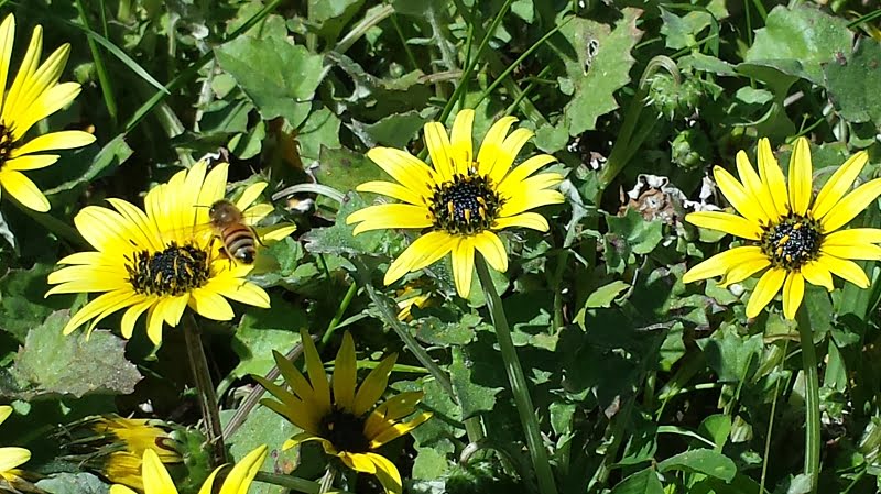 A bee gathering pollen from capeweed flowers