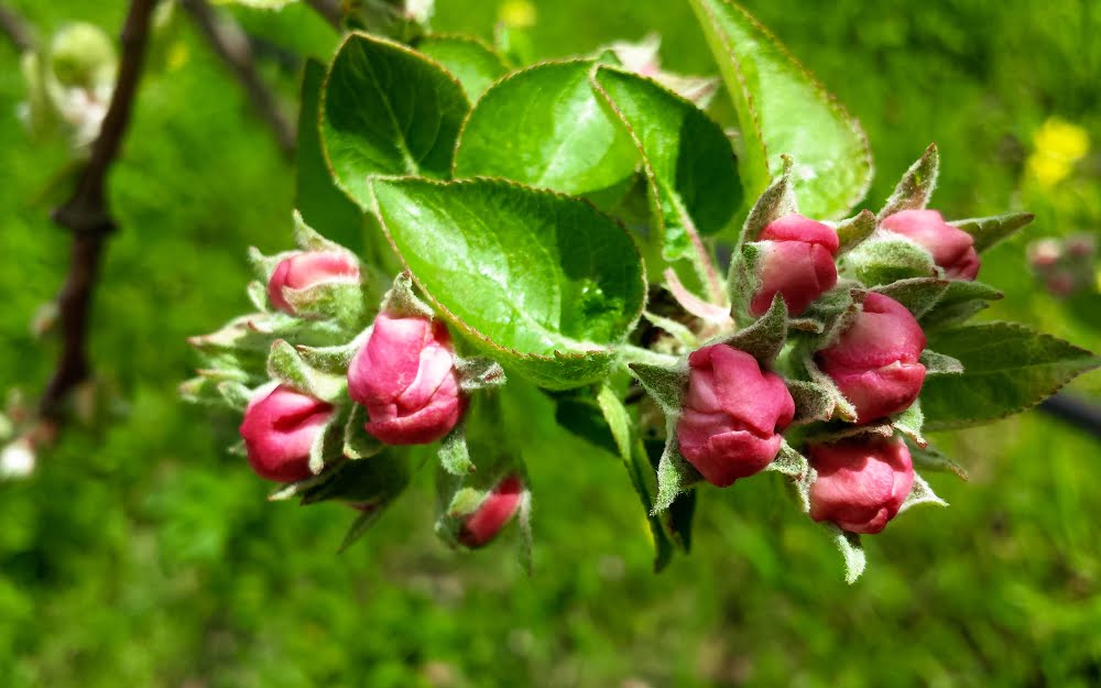 How to know if your fruit tree flowers are healthy