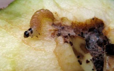 6 step plan for beating Codling moth in apples