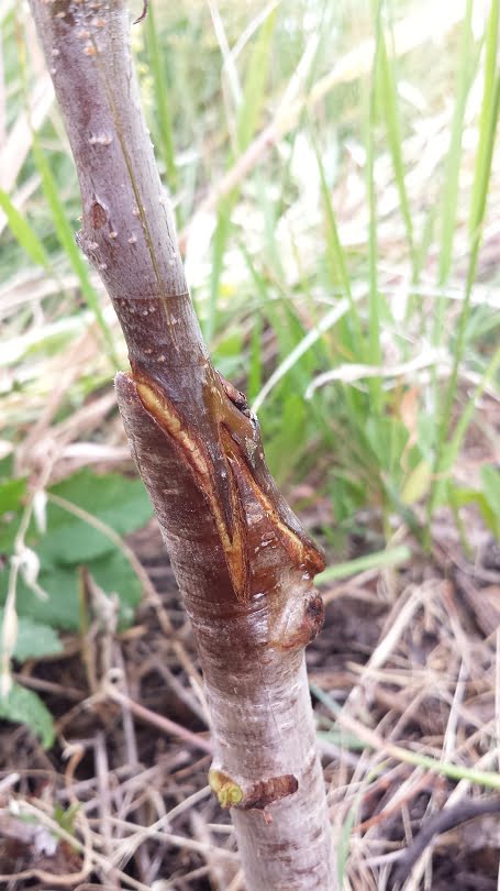 A close-up of the brown trunk of a small fruit tree that has been grafted with a technique called whip tongue, the graft has healed and there is white scar tissue in the wound.
