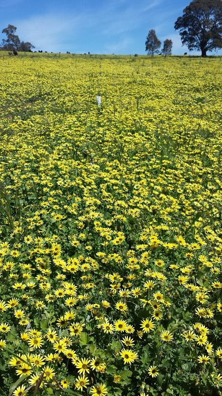 A yellow carpet of capeweed in the orchard