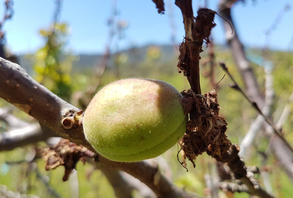 an apricot touching a branch