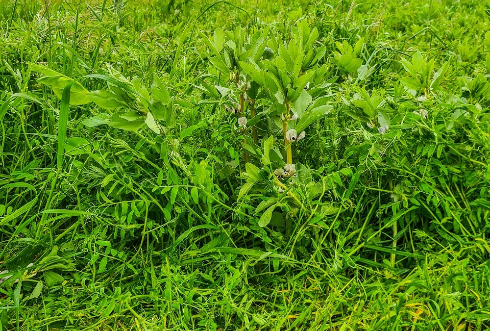 The importance of a diverse green manure seed mix
