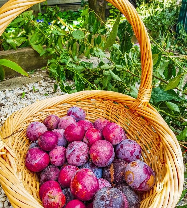 Burgundy Plums, Local