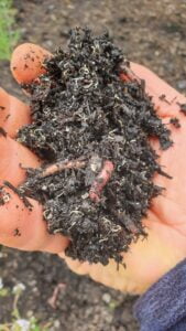 Hand holding worms and worm castings