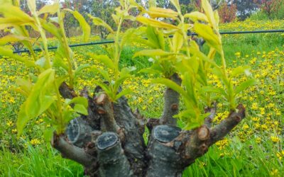 Success in the fruit tree nursery