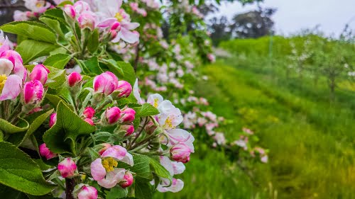 gala apple tree with pink and white blossom