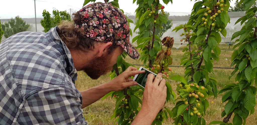 Farmer Ant admiring his ripening cherries growing