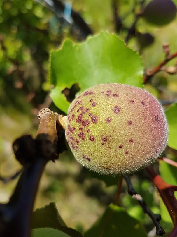 A young apricot showing signs of Freckle