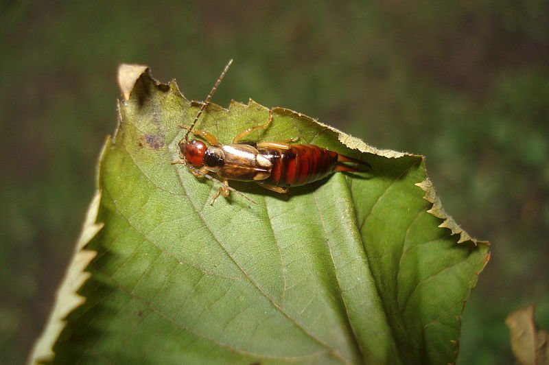 An earwig on a leaf  - pest or predator (or both)?