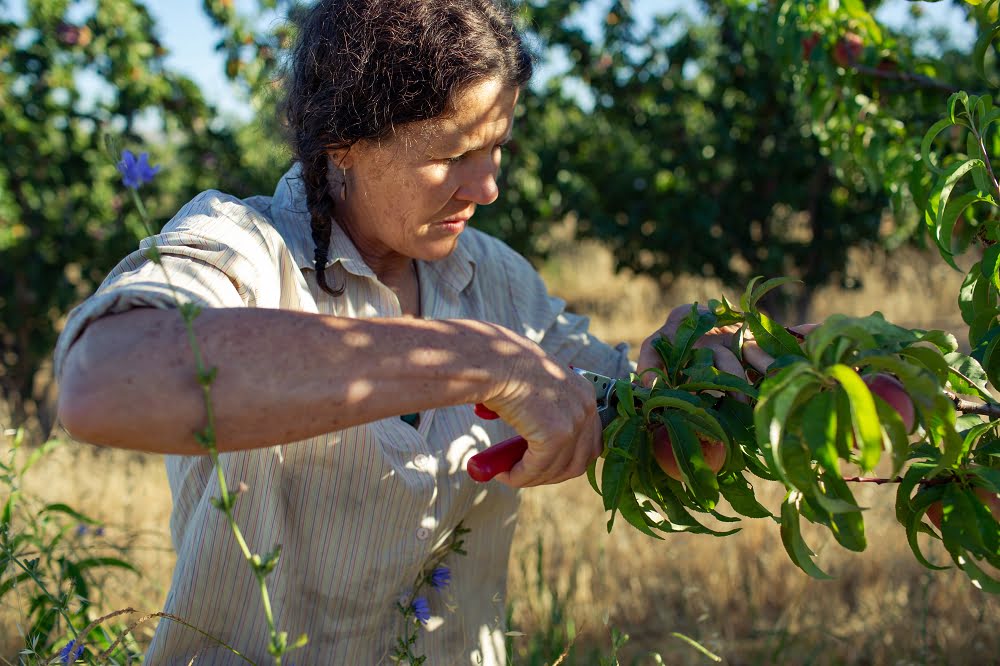 Doing a spot of summer pruning at the same time as thinning